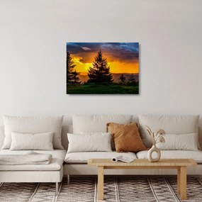 Sklenený obraz - ihličnany (70x50 cm)