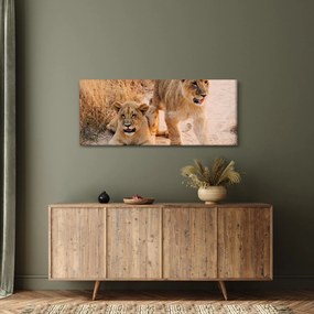 Obraz- Levíčatá (120x50 cm)