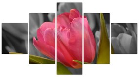 Obraz červeného tulipánu na čiernobielom pozadí