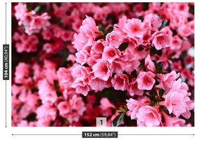 Fototapeta Vliesová Ružový rododendron 312x219 cm