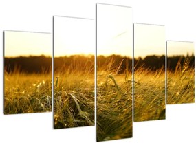 Obraz orosenej trávy (150x105 cm)