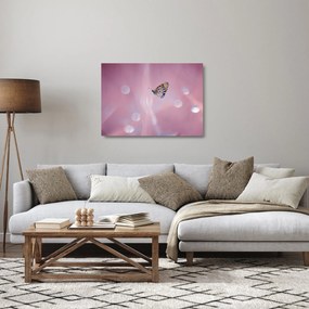 Sklenený obraz - Motýľ (70x50 cm)