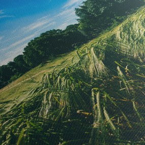 Obraz lúky a lesa (120x50 cm)