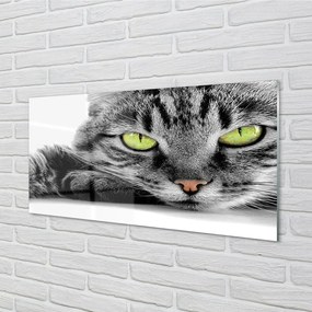 Sklenený obraz šedočierna mačka 125x50 cm
