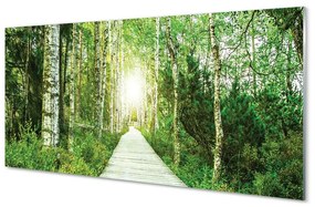 Sklenený obraz Breza lesná cesta 140x70 cm