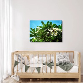 Obraz - Plumeria (90x60 cm)