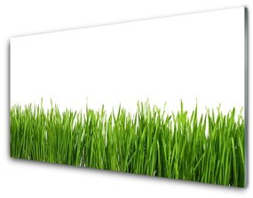 Obraz na akrylátovom skle Tráva príroda rastlina 140x70 cm