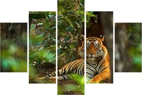 Obraz odpočívajúceho tigra (150x105 cm)
