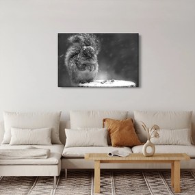 Obraz - Veverička v zime (90x60 cm)