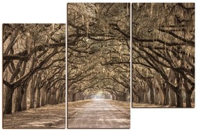 Obraz na plátne - Historické dubové stromy lemované poľnou cestou 1239FD (120x80 cm)