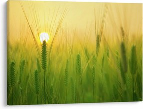 Obraz - Pole s obilím (70x50 cm)