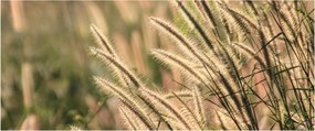 Obraz - Obilie (120x50 cm)