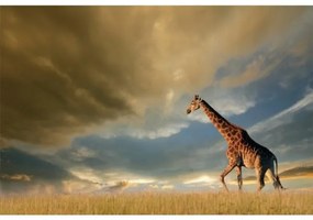 Obraz Giraffe