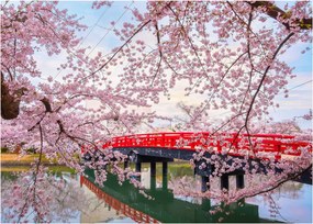 Obraz - Hirosaki, Japonsko (70x50 cm)