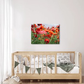 Obraz z poľa vlčích makov (70x50 cm)
