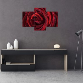 Obraz - Červená ruža s kvapkami rosy (90x60 cm)