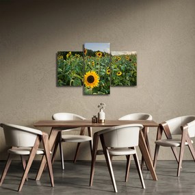 Obraz - Slnečnicové pole II. (90x60 cm)