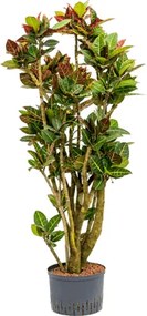 Kroton - Croton (Codiaeum) variegatum Petra branched 28/19 výška 160 cm