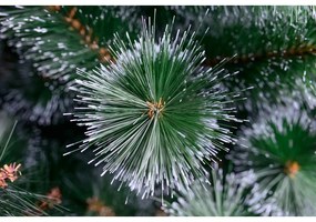 Limpol Vianočný stromček Borovica Natália 220 cm