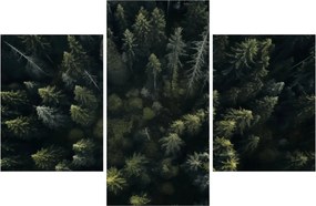 Obraz - Les (90x60 cm)