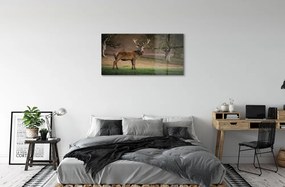 Sklenený obraz Jeleň v poli 100x50 cm