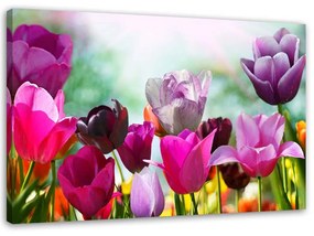 Gario Obraz na plátne Farebné tulipány na lúke Rozmery: 60 x 40 cm
