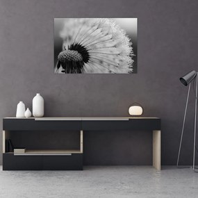 Obraz púpavy - čiernobiely (90x60 cm)