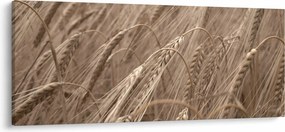 Obraz - Zlaté pole (120x50 cm)