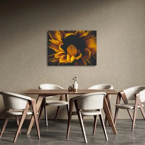 Obraz - Slnečnica v čiernom pozadí (70x50 cm)