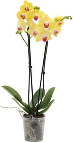Phalaenopsis orchidea Limelight 12x55 cm