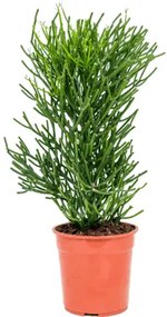 Euphorbia suculent tirucalli 24x90 cm