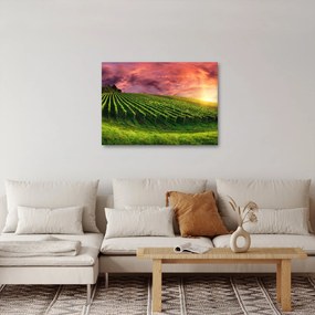Obraz vinice s farebným nebom (70x50 cm)