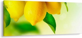 Obraz citrónov (120x50 cm)