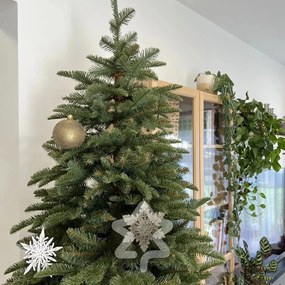 Jedľa Kaukazská 180 cm