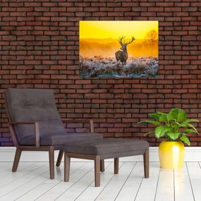 Obraz - Jeleň pri východe slnka (70x50 cm)