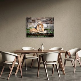 Sklenený obraz leva (70x50 cm)