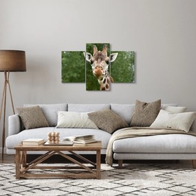 Obraz žirafy (90x60 cm)