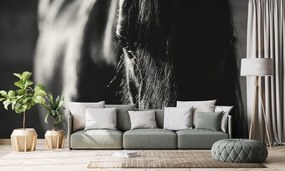 Fototapeta majestátny čiernobiely kôň - 150x100
