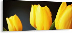 Obraz tulipánov (120x50 cm)