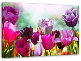 Obraz na plátně Tulipány Fialové květiny Příroda - 90x60 cm