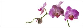 Obklad do kúpeľne mySPOTTI aqua Orchidee pink 140x45 cm