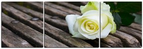 Obraz na plátne - Biela ruža na lavici - panoráma 5224C (120x40 cm)