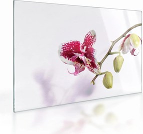 Sklenený obraz kvetu orchidey (70x50 cm)