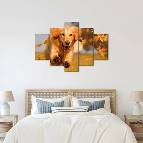 Obraz - Zlatý retriever (150x105 cm)
