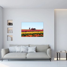 Obraz tulipánové farmy (90x60 cm)