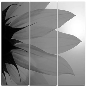 Obraz na plátne - Slnečnica kvet - štvorec 3201QB (105x105 cm)