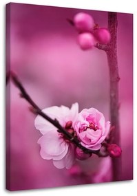 Obraz na plátně Růžový květ jabloně - 70x100 cm
