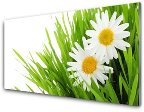 Obraz plexi Sedmokráska kvet príroda 140x70 cm