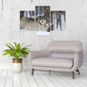 Obraz - Vlci v zime (90x60 cm)