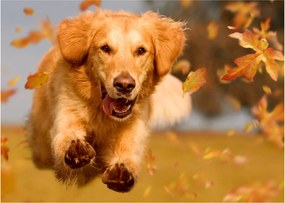 Obraz - Zlatý retriever (70x50 cm)